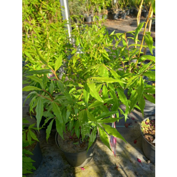 Trzmielina oskrzydlona Blade Runner-Euonymus alatus