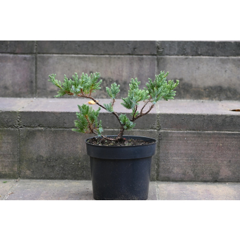 Jalowiec łuskowy Holger - Juniperus squamata