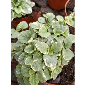 Dąbrówka rozłogowa Variegata - Ajuga reptans