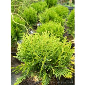Żywotnik zachodni Danica-Thuja occidentalis