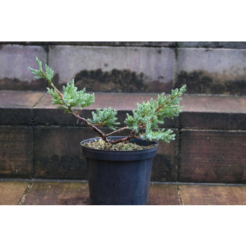 Jalowiec łuskowy Holger - Juniperus squamata 0004