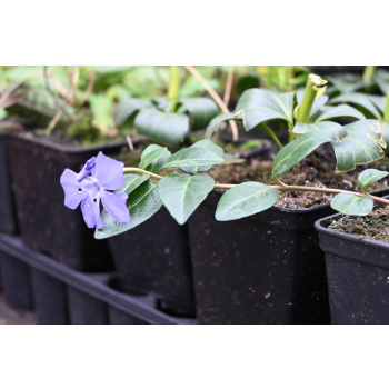 Barwinek pospolity - Vinca minor Barwinek pospolity - Vinca minor