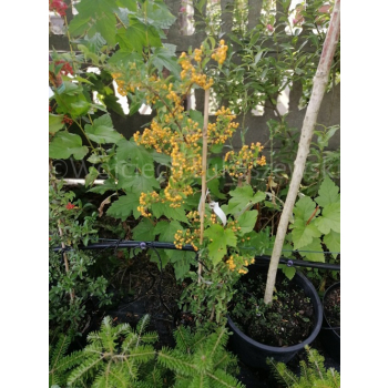 Ognik Soleil d`Or-Pyracantha