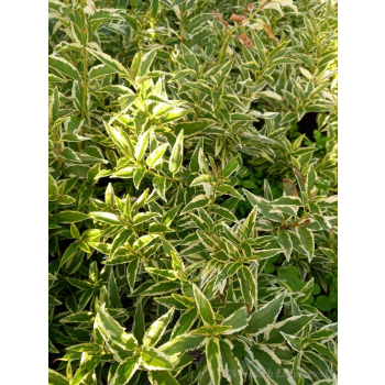 Żylistek wysmukły Marmorata-Deutzia gracilis