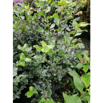 Ostrokrzew Blue Prince-Ilex x meserveae