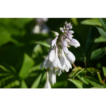 Funkia T- REX - Hosta