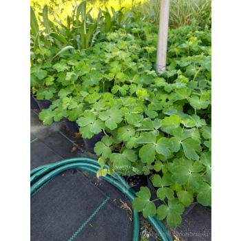Orlik niski-Aquilegia vulgaris