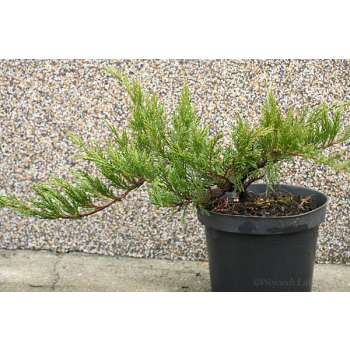 Jałowiec sabiński Tamariscifolia -  Juniperus sabina