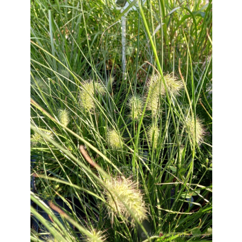 Rozplenica japońska-Pennisetum alopecuroides