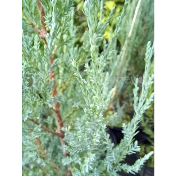 Jałowiec skalny Blue Arrow - Juniperus scopulorum