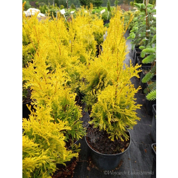Żywotnik zachodni Maria-Thuja occidentalis