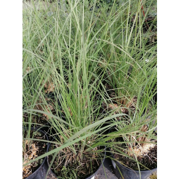Przyostnia Lindheimera - Muhlenbergia Lindheimeri