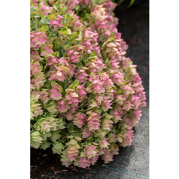 Oregano Kent Beauty - Origanum rotundifolium