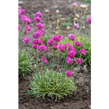 Zawciąg nadmorski Nifty Thrifty - Armeria maritima
