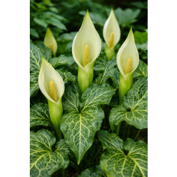 Obrazki włoskie - Arum italicum