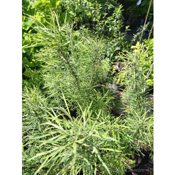 Wierzba mała-Salix exigua