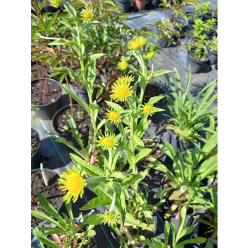 Dzielżan Hoopesa-Helenium Hoopesa