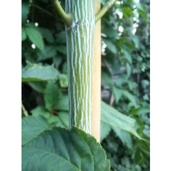 Klon zielonokory - Acer tegmentosum