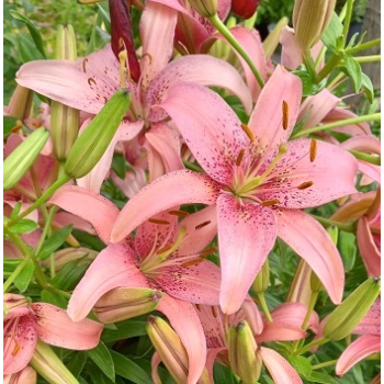 Lilia azjatycka Pink Pixie-Lilium asiatic