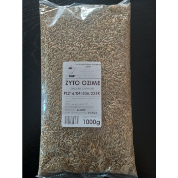 Żyto ozime