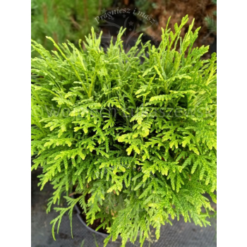 Żywotnik zachodni Danica-Thuja occidentalis