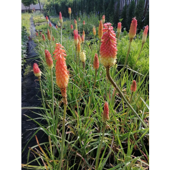 Trytoma groniasta-Kniphofia
