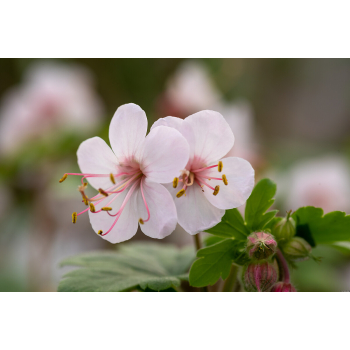 Bodziszek korzeniasty Geranimo White - Geranium macrorrhizum
