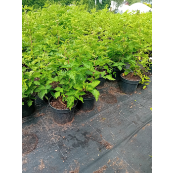 Malina okazała Olympic Double - Rubus spectabilis