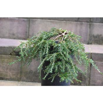 Choina kanadyjska Cole's Prostrate -Tsuga canadensis 0003