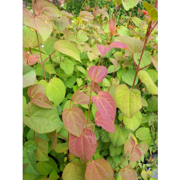Grujecznik japoński-Cercidiphyllum japonicum