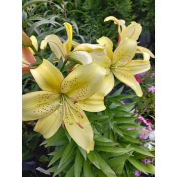 Lilia azjatycka Bright Pixie-Lilium asiatic