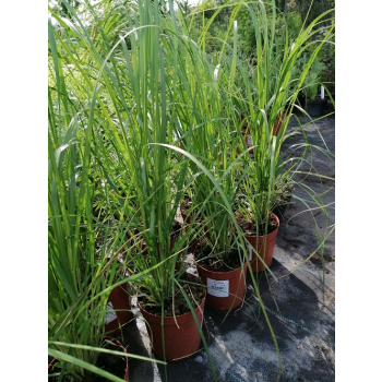 Trawa pampasowa Pink Feather - Cortaderia selloana
