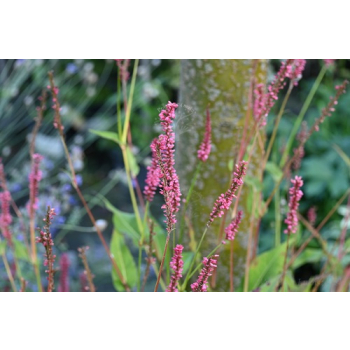 Rdest himalajski Keep Smiling - Persicaria amplexicaulis
