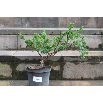 Jałowiec chiński Shimpaku - Juniperus chinensis 0086