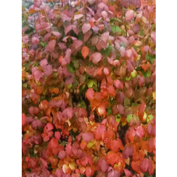 Trzmielina płaskoogonkowa-Euonymus planipes