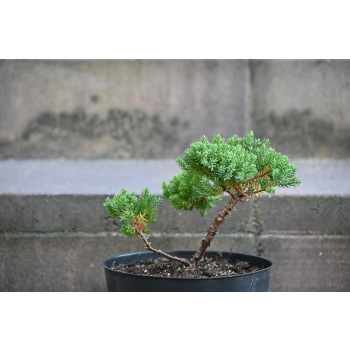 Jałowiec rozesłany Nana - Juniperus procumbens 0020