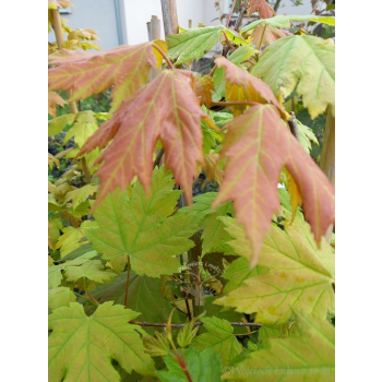 Klon czerwony - Acer rubrum