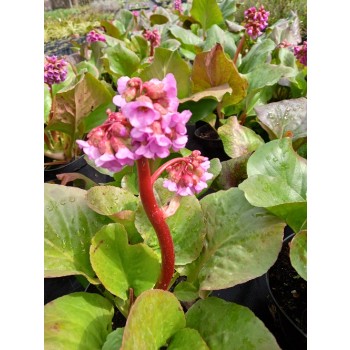 Bergenia sercowata-Bergenia cordifolia