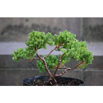 Jałowiec rozesłany Nana - Juniperus procumbens 0022