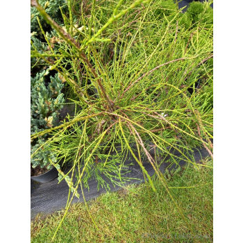 Żywotnik zachodni Filiformis-Thuja occidentalis