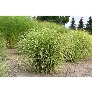 Miskant chinski Little Zebra - Miscanthus sinensis