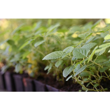Kocimiętka himalajska - Nepeta govaniana