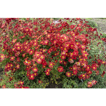 Złocień ogrodowy Duchess of Edinburgh - Chrysanthemum hybrida