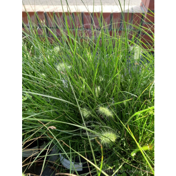 Rozplenica japońska-Pennisetum alopecuroides