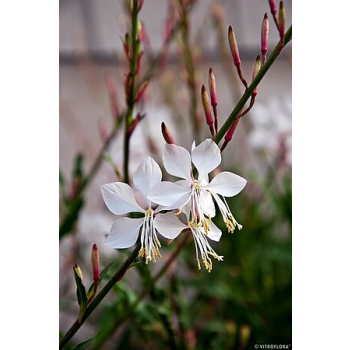 Gaura Lindheimera Whirling Butterflies - Gaura lindheimer
