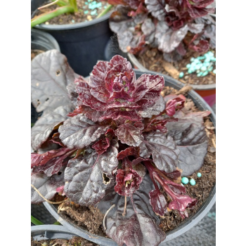 Dąbrówka rozłogowa bordowa-Ajuga reptans