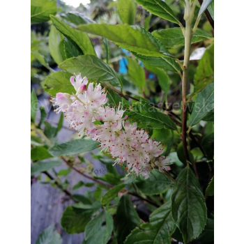 Orszelina olcholistna Ruby Spice - Clethera alnifolia