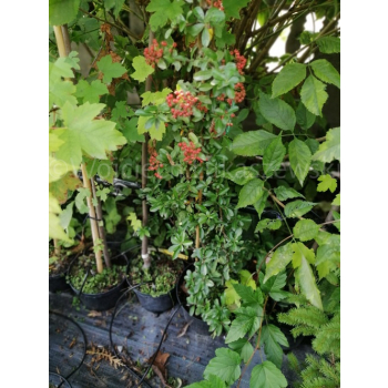 Ognik Orange Glow-Pyracantha