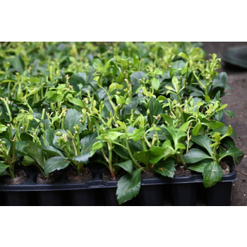 Runianka japońska Green Carpet - Pachysandra terminalis