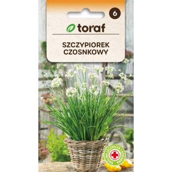 Szczypiorek czosnkowy